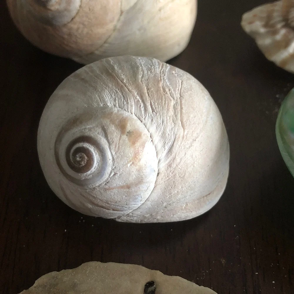 ποΈββοΈ Assorted Seashell Collection - Picture 11 of 15